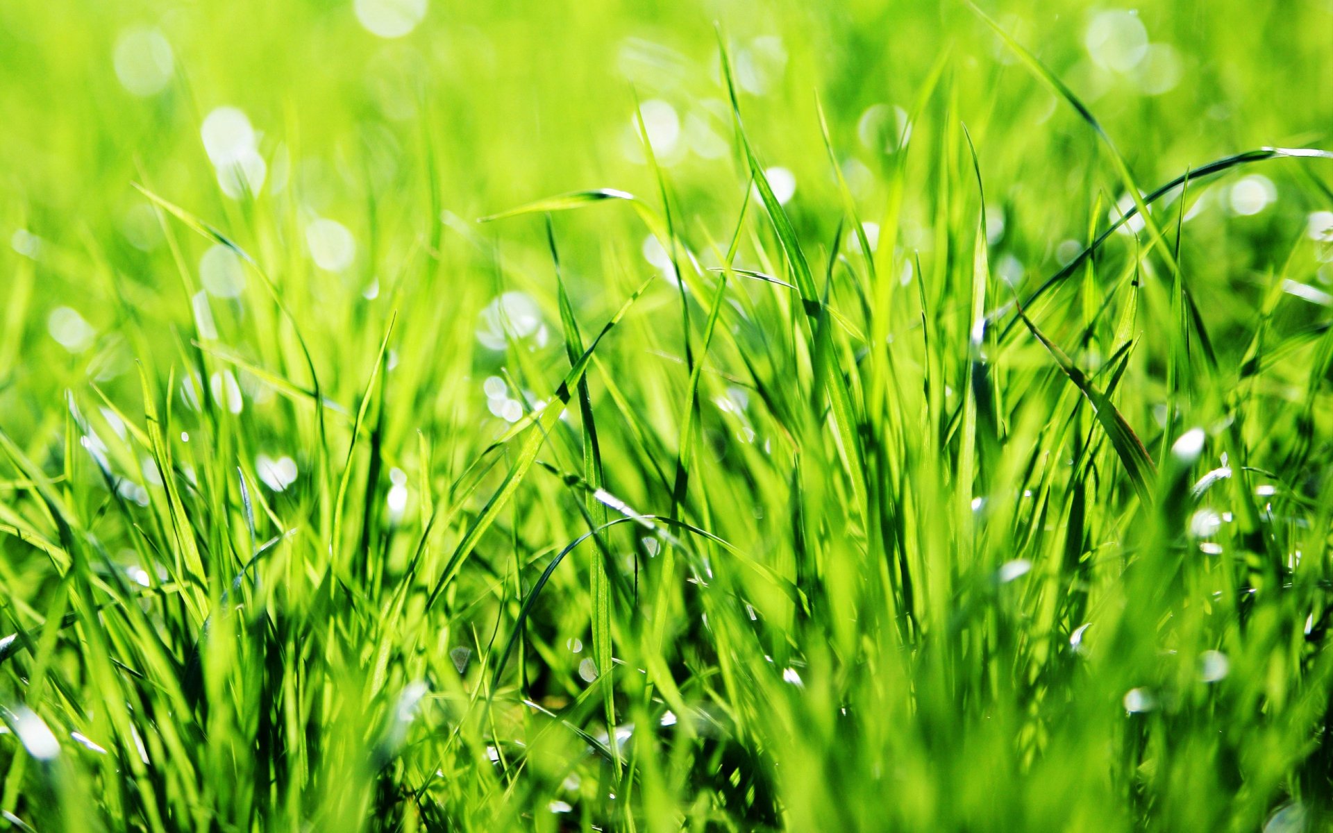 Grass HD Wallpaper | Background Image | 2560x1600 | ID:368778