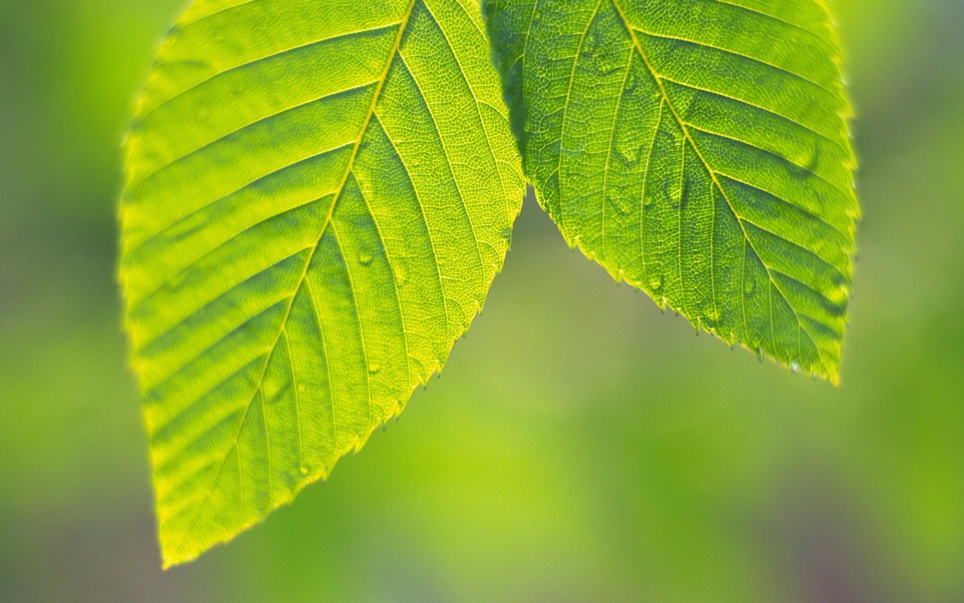 Download Nature Leaf HD Wallpaper