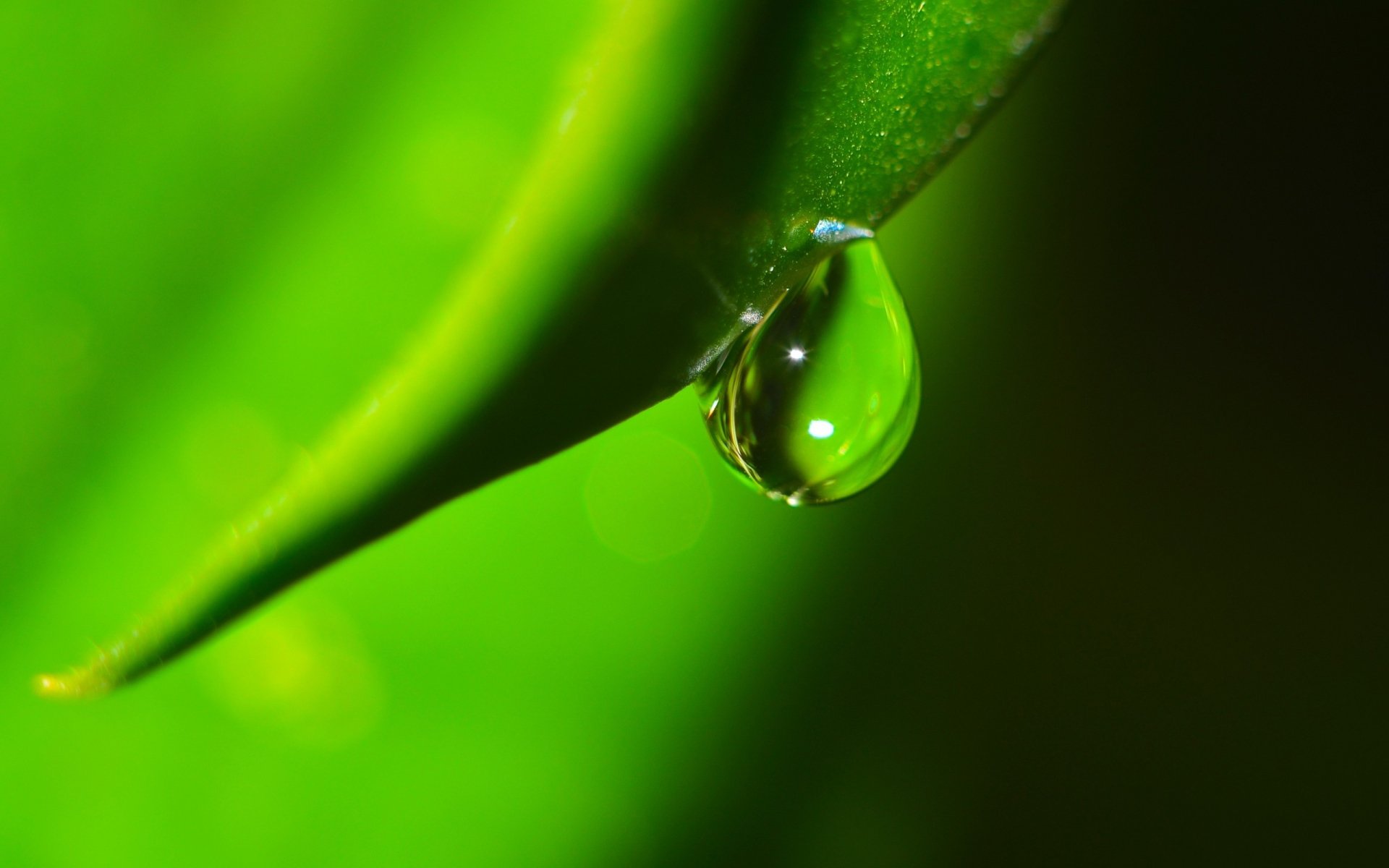 Nature Water Drop HD Wallpaper