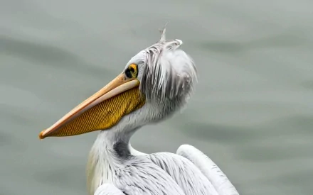 Close-up of a pelican with intricate feather details, captured in HD quality, making a striking PC desktop wallpaper background.