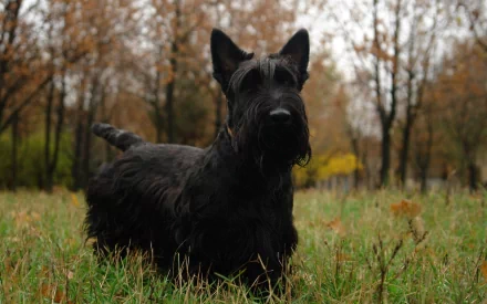 HD desktop wallpaper featuring a black Scottish Terrier standing alert in a grassy field with autumn trees in the background.