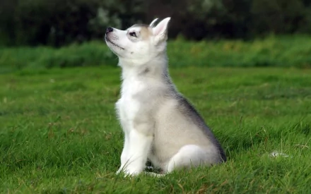 Animal husky HD Desktop Wallpaper | Background Image
