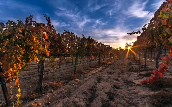 HD PC desktop wallpaper of a man-made vineyard at sunset, rows of grapevines converging toward a glowing sun beneath dramatic blue and gold clouds.