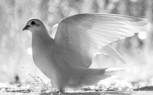 Animal Dove Birds Columbidae HD Wallpaper | Background Image