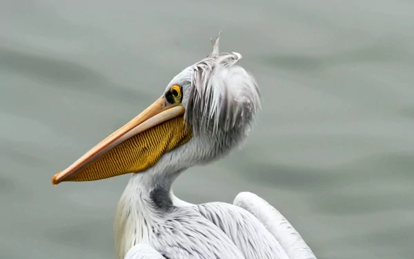 Close-up of a pelican with intricate feather details, captured in HD quality, making a striking PC desktop wallpaper background.