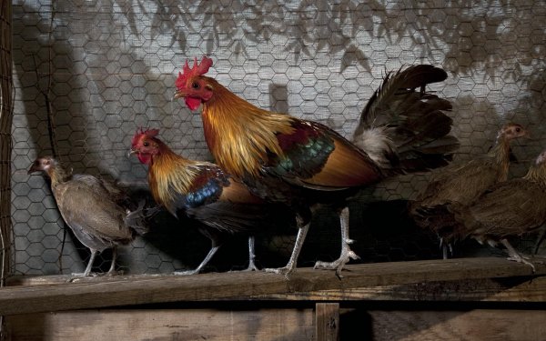 Animal Chicken Birds Galliformes HD Wallpaper | Background Image