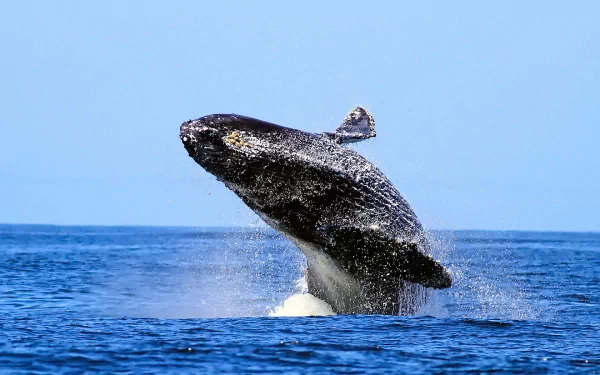 breaching whale Animal humpback whale HD Desktop Wallpaper | Background Image