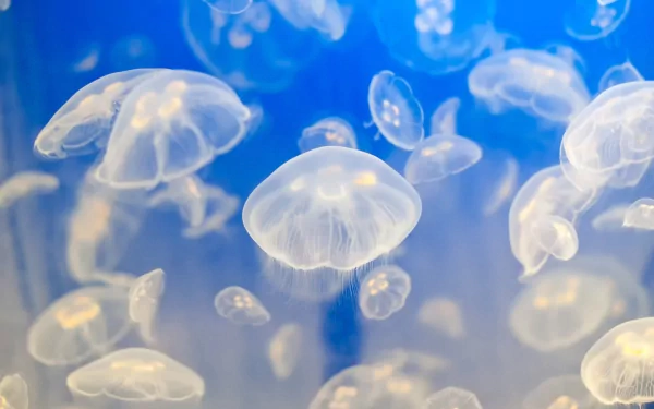 Animal jellyfish HD Desktop Wallpaper | Background Image