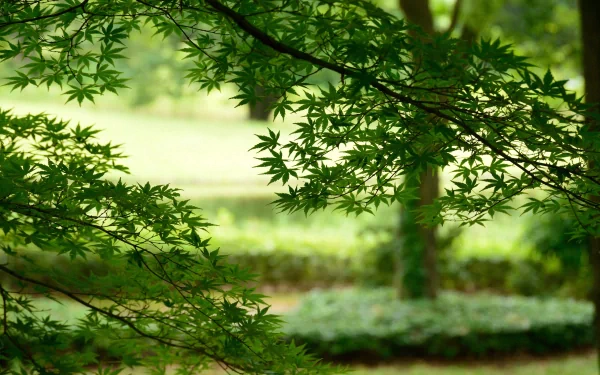 nature close-up HD Desktop Wallpaper | Background Image