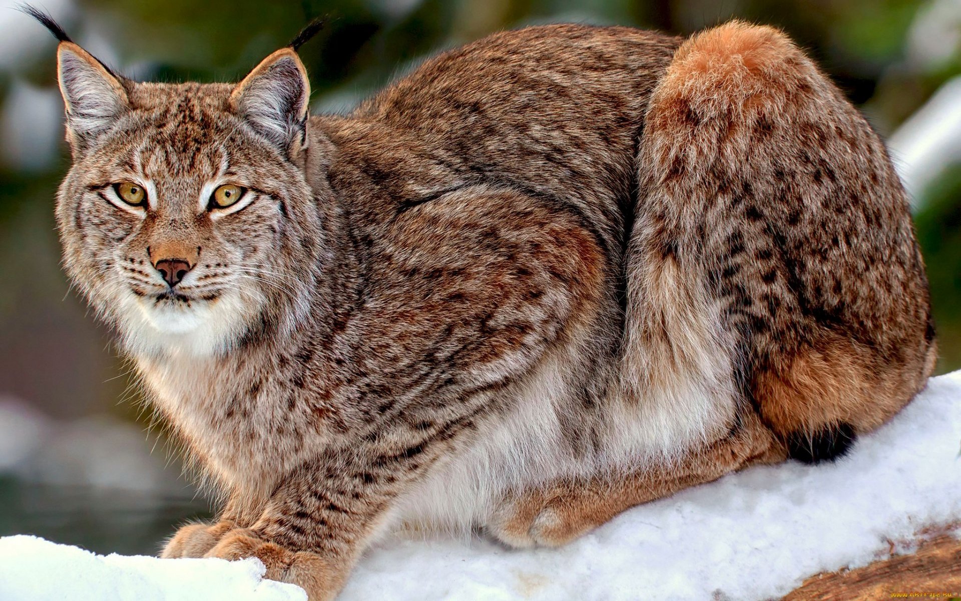 Animal Lynx HD Wallpaper