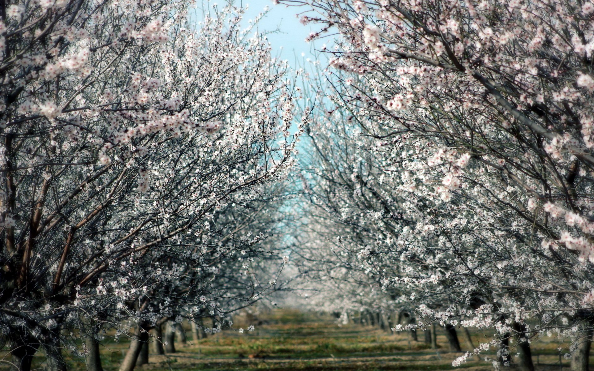 Download Nature Tree HD Wallpaper