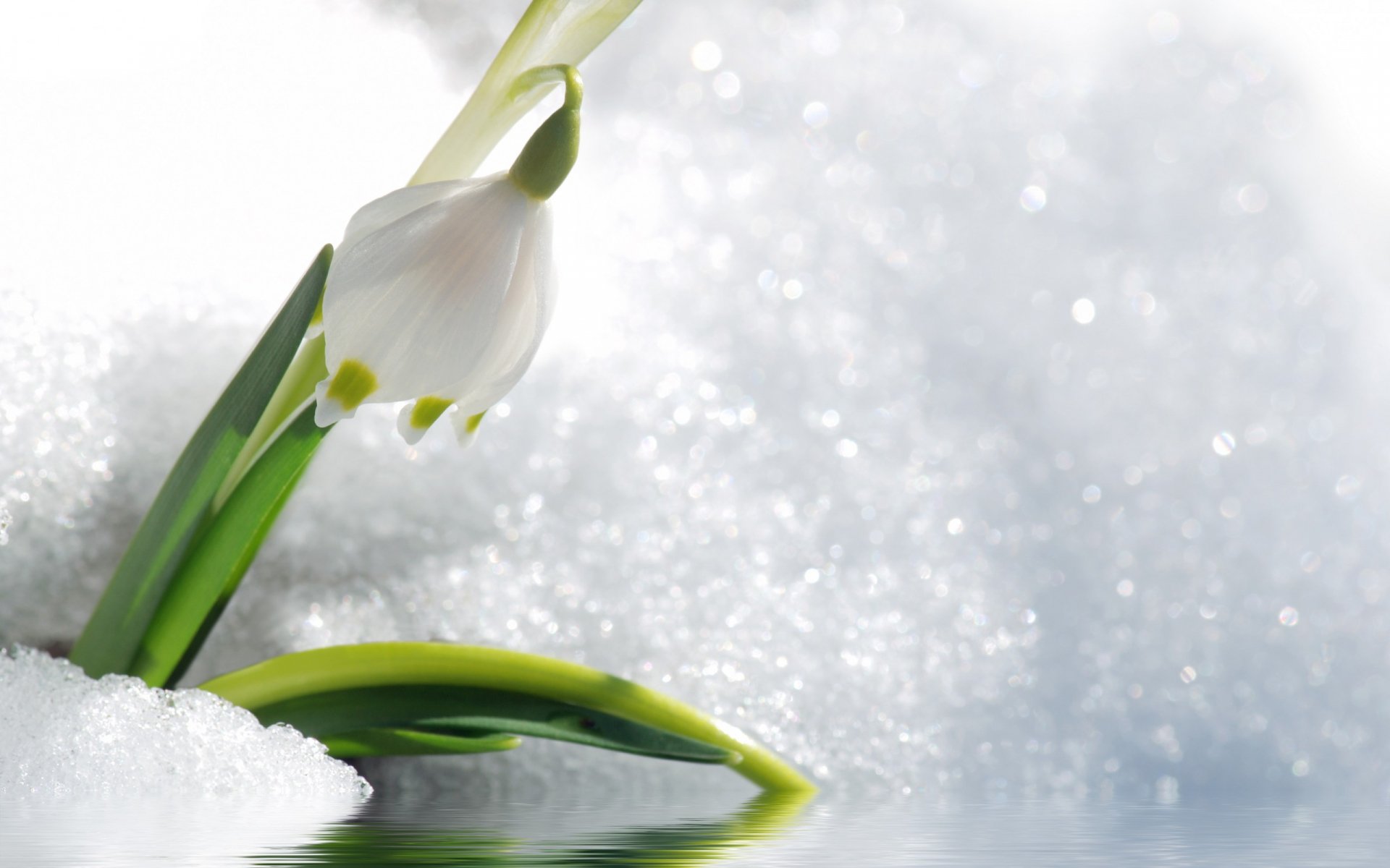 Snowdrop HD Wallpaper