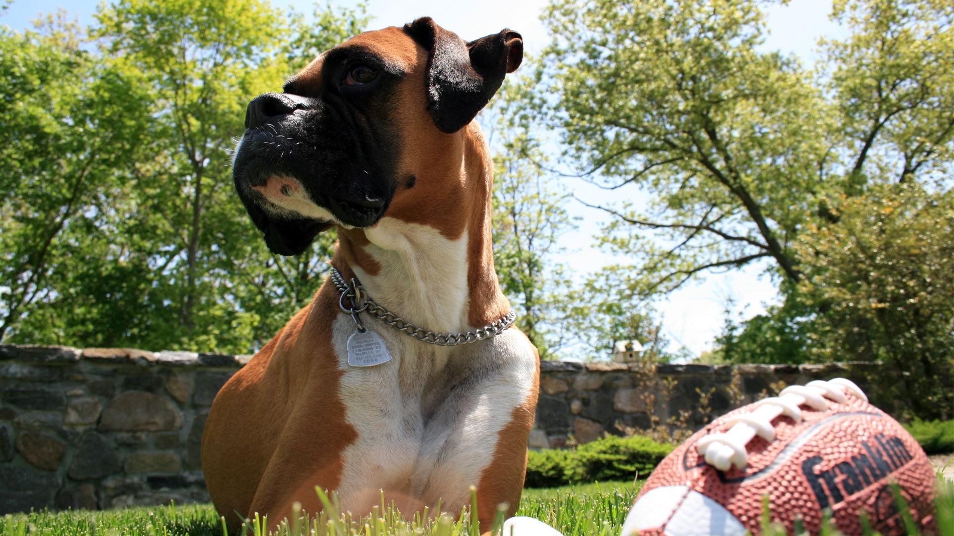 HD PC desktop wallpaper/background of an animal, a fawn boxer dog with a chain collar seated on grass beside a football, stone wall and leafy trees behind.