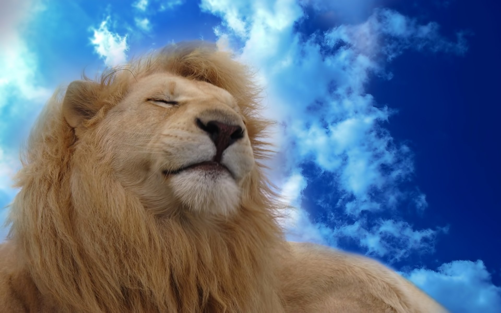 A majestic lion relaxes against a vibrant blue sky, capturing the essence of strength and tranquility in this stunning HD desktop wallpaper.