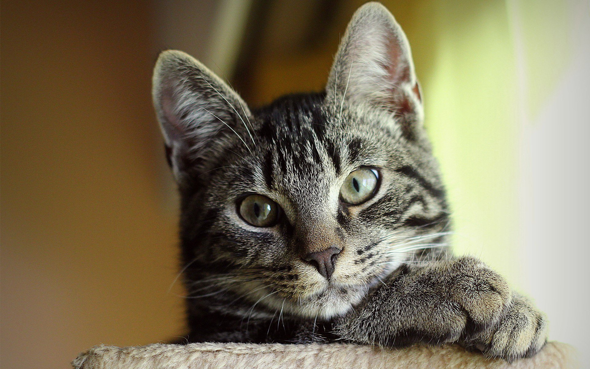 Close-up of a tabby animal cat resting a paw on a perch in soft natural light — HD PC desktop wallpaper background.