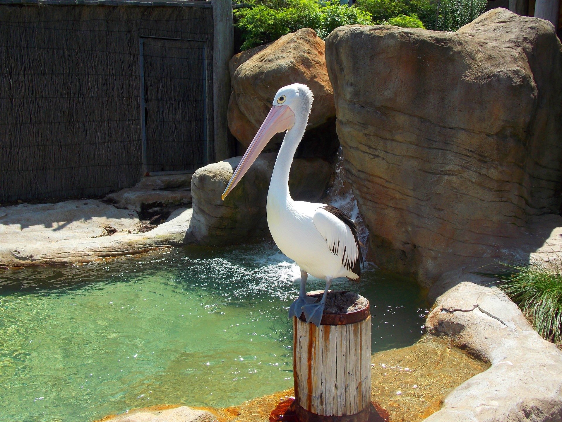 A pelican at Taronga Park Zoo Sydney Australia by lonewolf6738