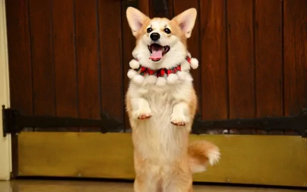 HD PC desktop wallpaper featuring a cheerful corgi standing on its hind legs against a wooden background.