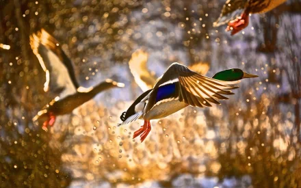 duck Animal mallard HD Desktop Wallpaper | Background Image