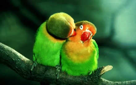 HD desktop wallpaper featuring two lovebirds perched on a branch, displaying affection with vibrant green and orange plumage.