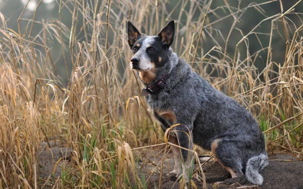 dog Animal australian cattle dog HD Desktop Wallpaper | Background Image