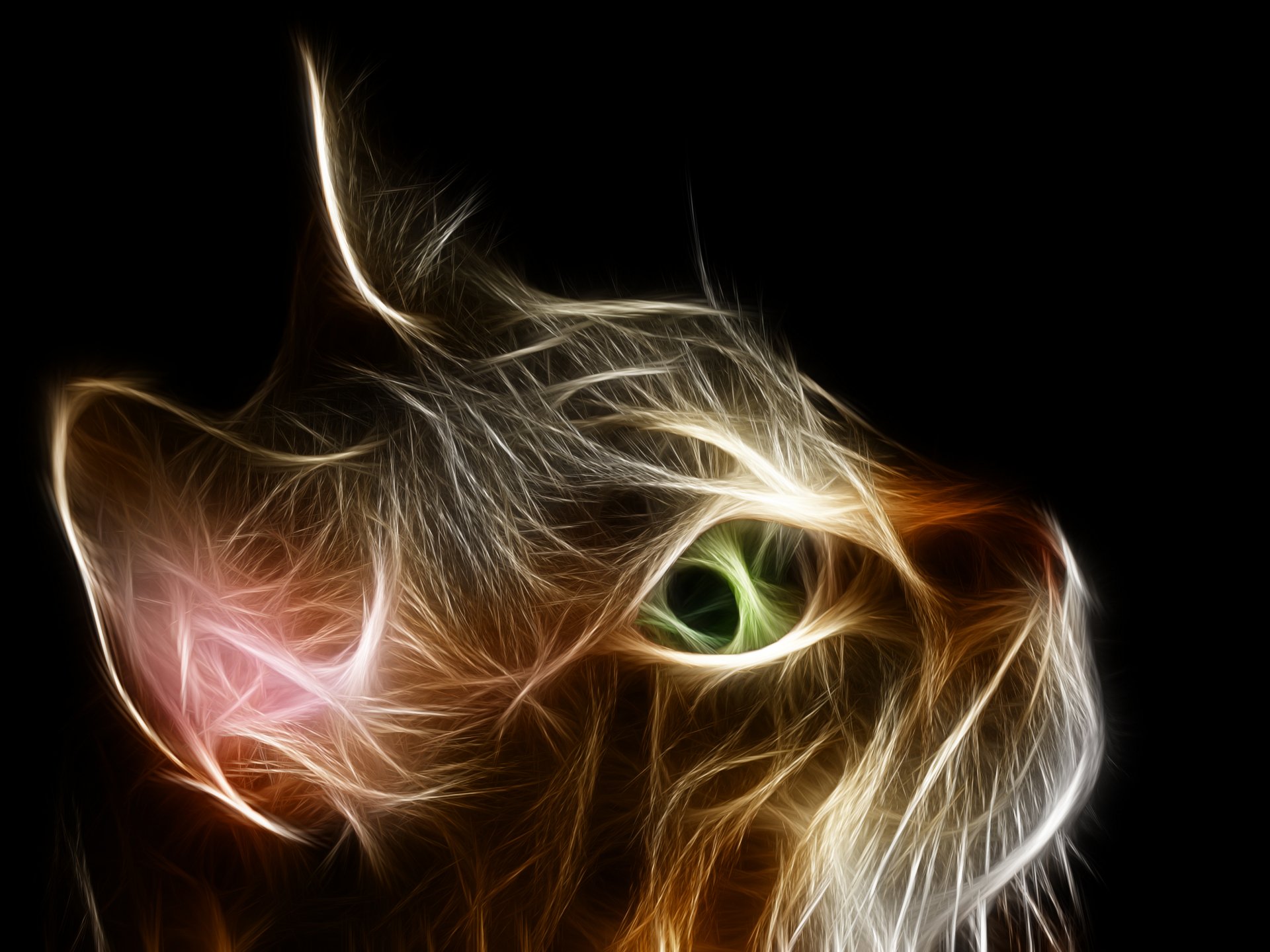 Abstract Wallpapers Cats