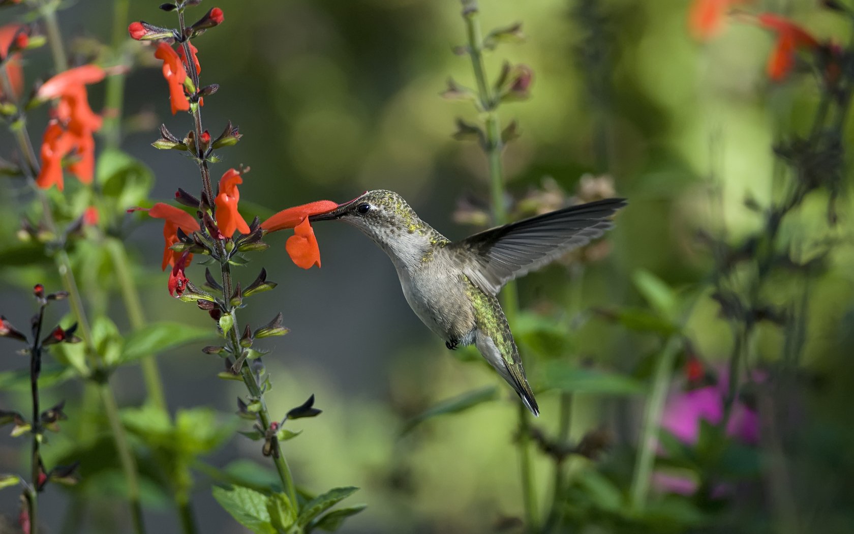 HD PC desktop wallpaper showing an animal hummingbird hovering to sip nectar from orange tubular flowers against blurred green foliage.