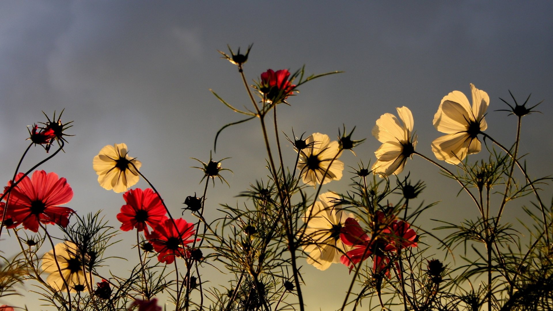HD PC desktop wallpaper showcasing delicate red and white flowers against a moody sky, capturing the serene beauty of nature in vivid detail.