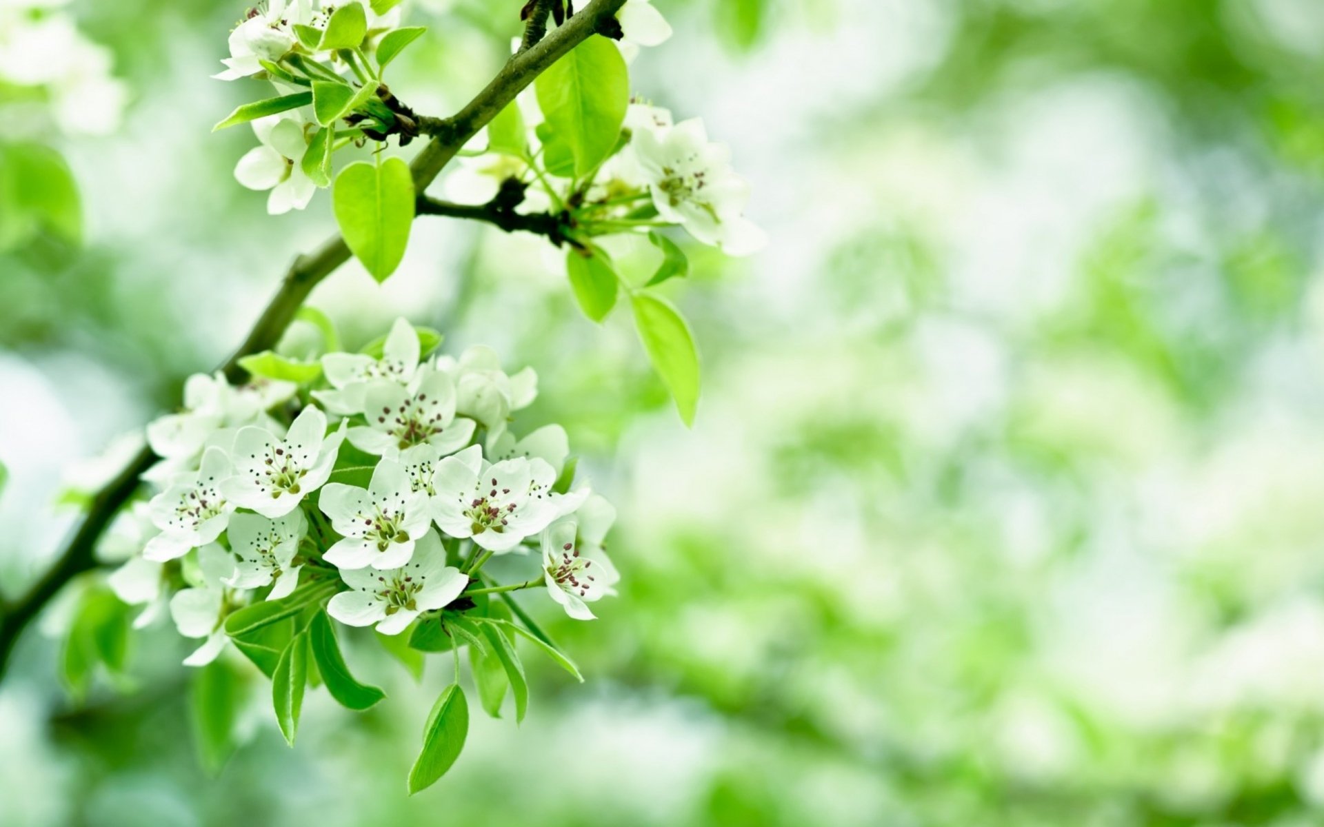 HD wallpaper of a delicate white blossom on a tree branch, set against a lush, green, blurred nature background.