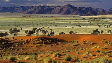 nature savanna HD Desktop Wallpaper | Background Image