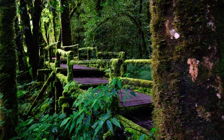 Man-made boardwalk covered in moss winds through the lush, dense forest of Inthanon National Park, captured in this HD PC desktop wallpaper and background.