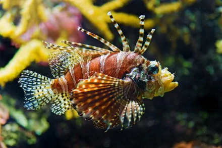 Animal lionfish HD Desktop Wallpaper | Background Image