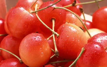 HD desktop wallpaper featuring close-up of fresh, dew-covered cherries highlighting their vibrant red color and natural texture.