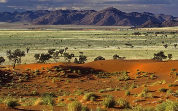 nature savanna HD Desktop Wallpaper | Background Image