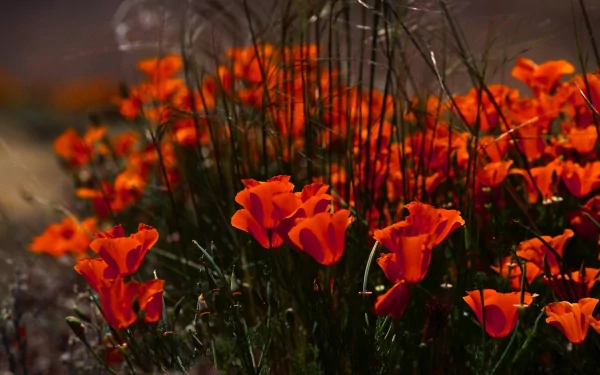 red flower nature flower HD Desktop Wallpaper | Background Image