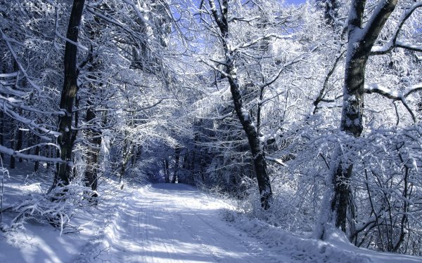 Nature Winter HD Wallpaper | Background Image