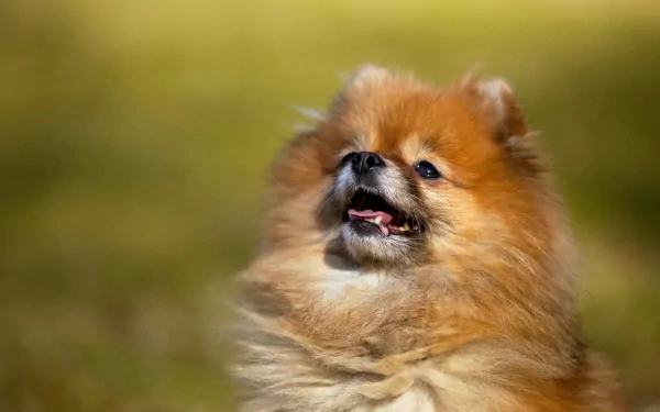 A close-up of a playful Pomeranian dog with fluffy fur, set against a soft blurred background, making an engaging HD desktop wallpaper.