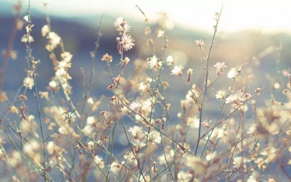 nature close-up HD Desktop Wallpaper | Background Image