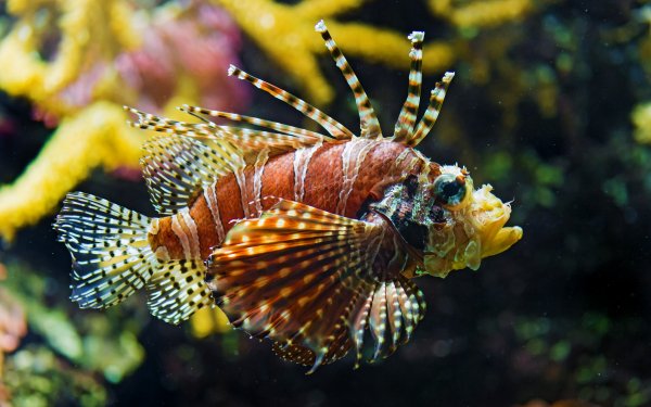 Animal Lionfish Fishes HD Wallpaper | Background Image