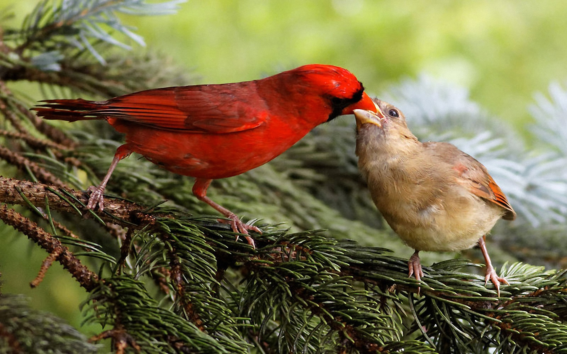 Animal Cardinal HD Wallpaper | Background Image