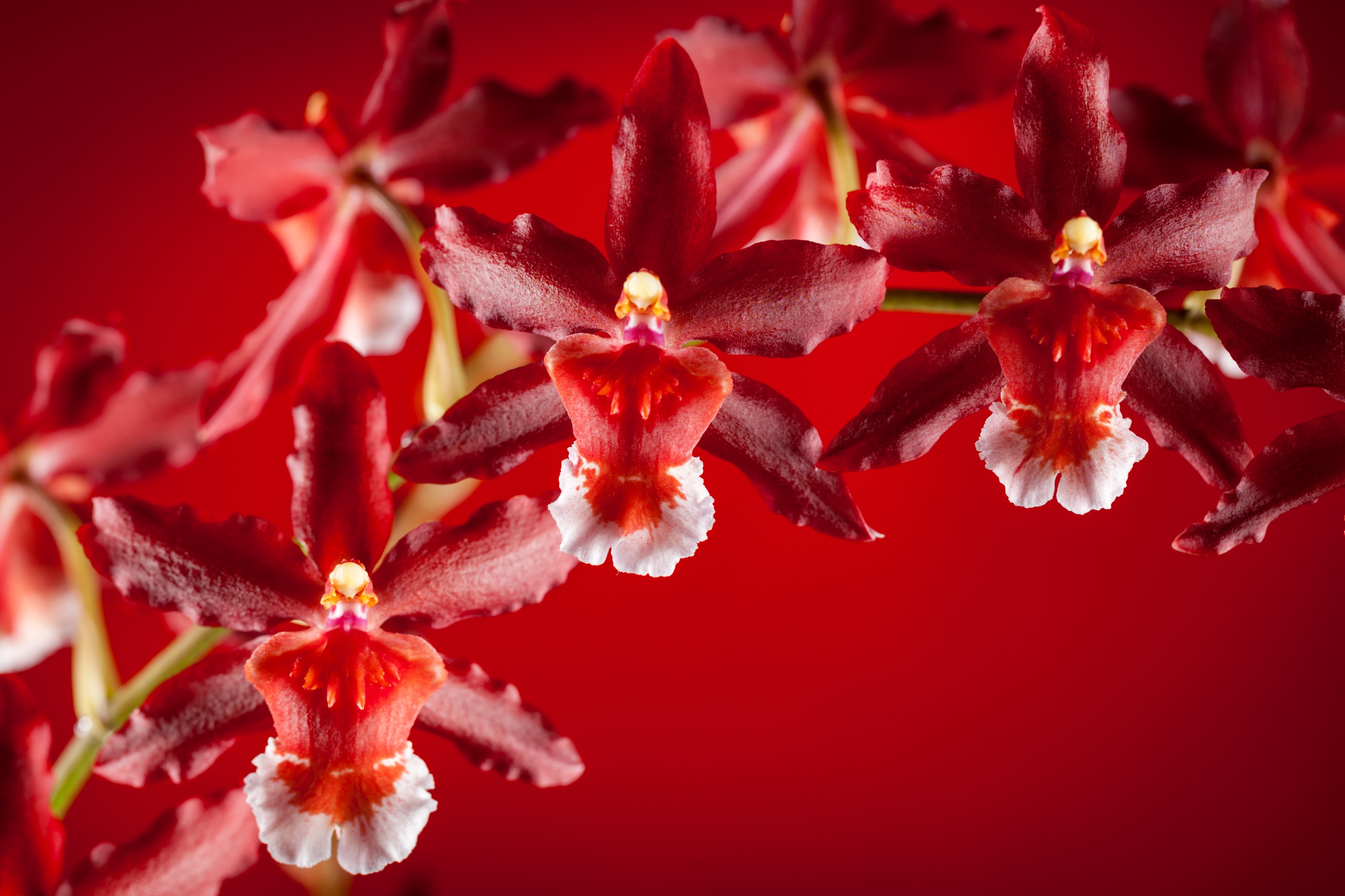 Download Flower Nature Orchid 4k Ultra HD Wallpaper