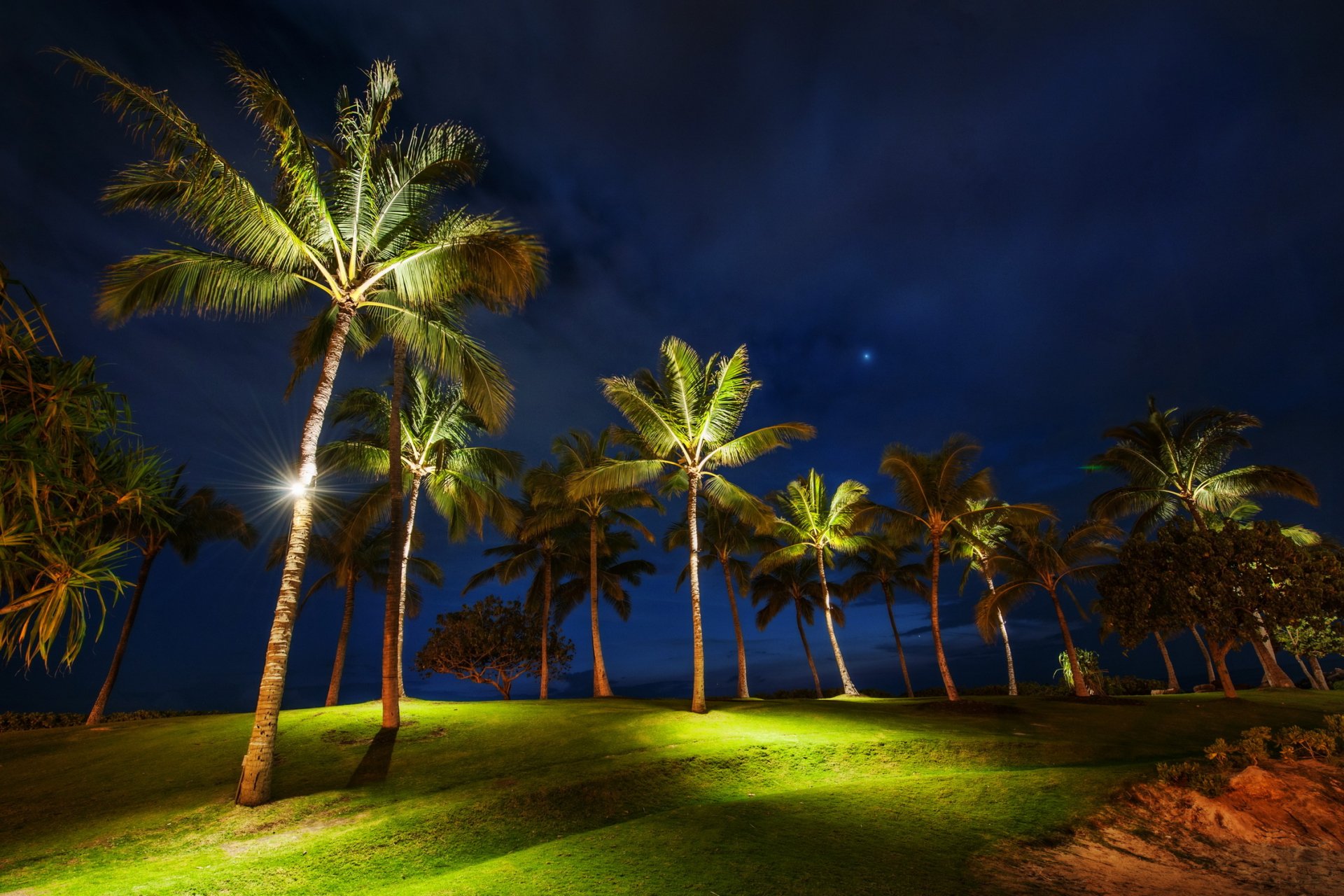 HD PC desktop wallpaper and background: illuminated palm trees on a grassy hill at night, a tropical nature scene under a deep blue sky.