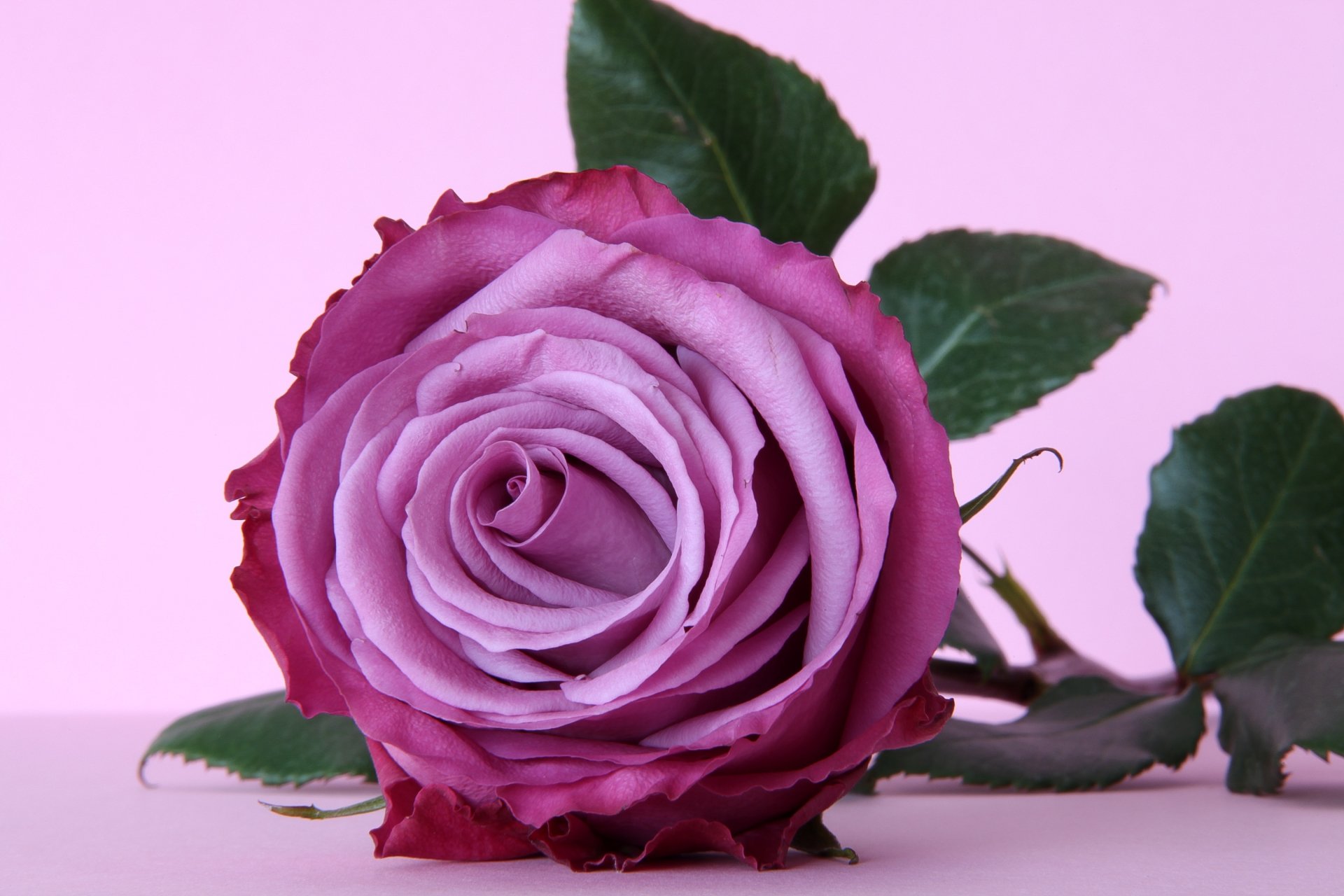 HD PC desktop wallpaper featuring a close-up of a purple rose with green leaves against a soft pink background, showcasing natural beauty.