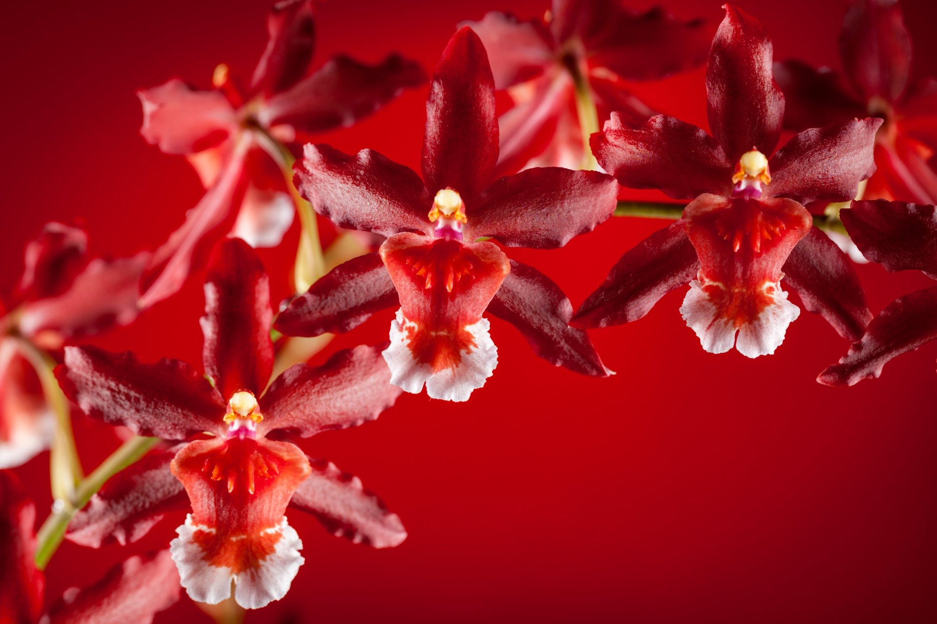 Orchid Elegance: Stunning 4K Ultra HD Flower Beauty in Nature ...