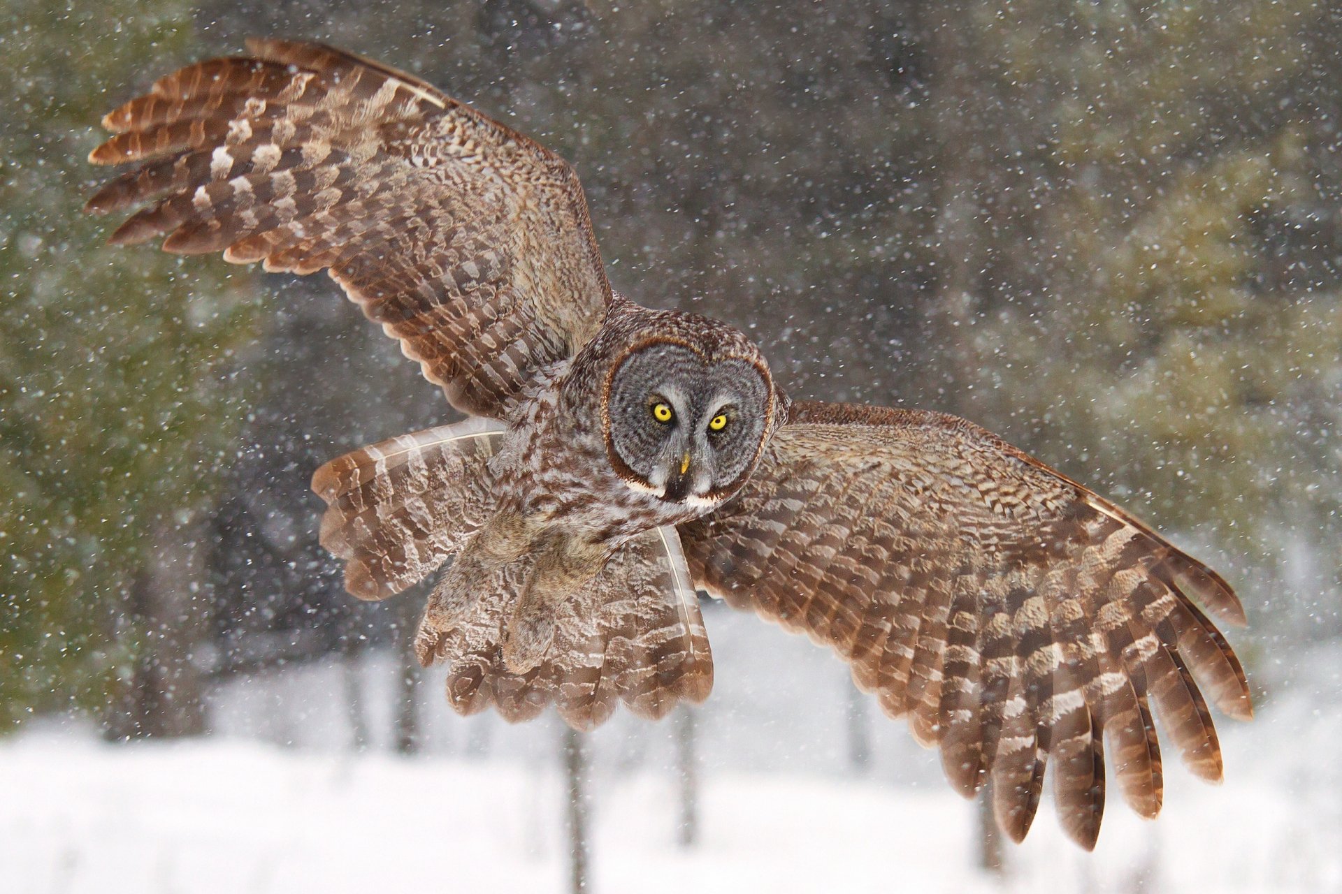 A majestic owl in flight, showcasing its intricate feather patterns, set against a snowy backdrop. This stunning image serves as a captivating HD PC desktop wallpaper.