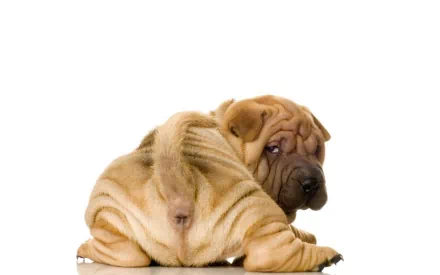 HD PC desktop wallpaper of a wrinkled Shar Pei dog scratching itself against a white background.