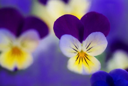 flower nature pansy HD Desktop Wallpaper | Background Image