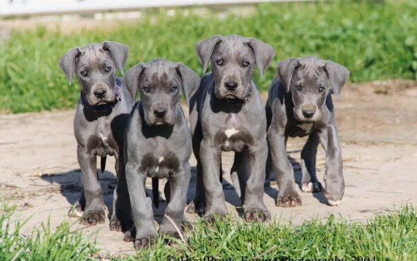 Four Great Dane puppies standing outdoors on grass and dirt, captured in a clear HD image suitable as a PC desktop wallpaper background.