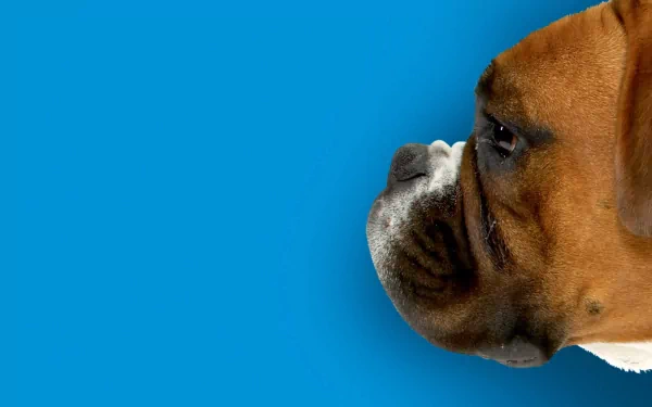 Close-up profile of a boxer dog against a vivid blue background, designed as an HD PC desktop wallpaper and background.