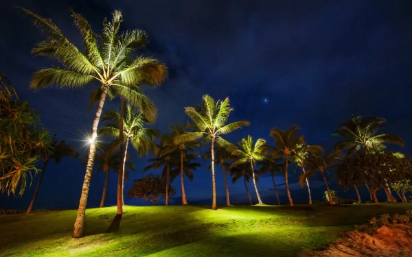 nature palm tree HD Desktop Wallpaper | Background Image