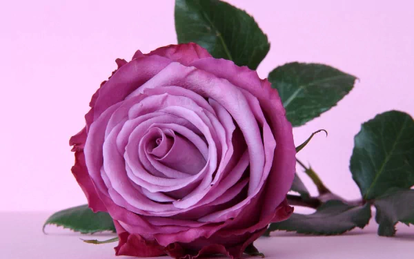 HD PC desktop wallpaper featuring a close-up of a purple rose with green leaves against a soft pink background, showcasing natural beauty.